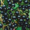 Dormant Live Rooted Starter Plant - Consort Black Currant Edible Shrub - Ribes nigrum - Zones 4-8, Self-Pollinating, Chemical-Free
