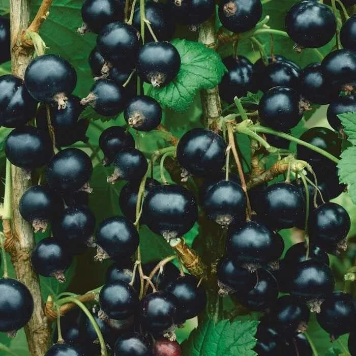 Dormant Live Rooted Starter Plant - Consort Black Currant Edible Shrub - Ribes nigrum - Zones 4-8, Self-Pollinating, Chemical-Free