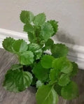 Swedish Ivy Plant Ready to Plant with Roots - Swedish Ivy (Plectranthus verticillatus)