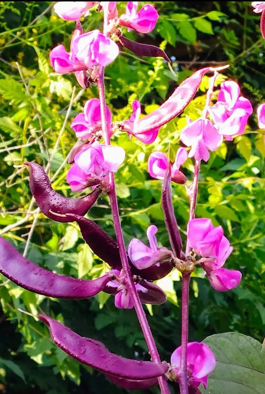 Bataw Seeds - 15+ Seeds - Purple Moon Hyacinth Bean - Lablab Purpureus - Buy 2 Get 1 Free