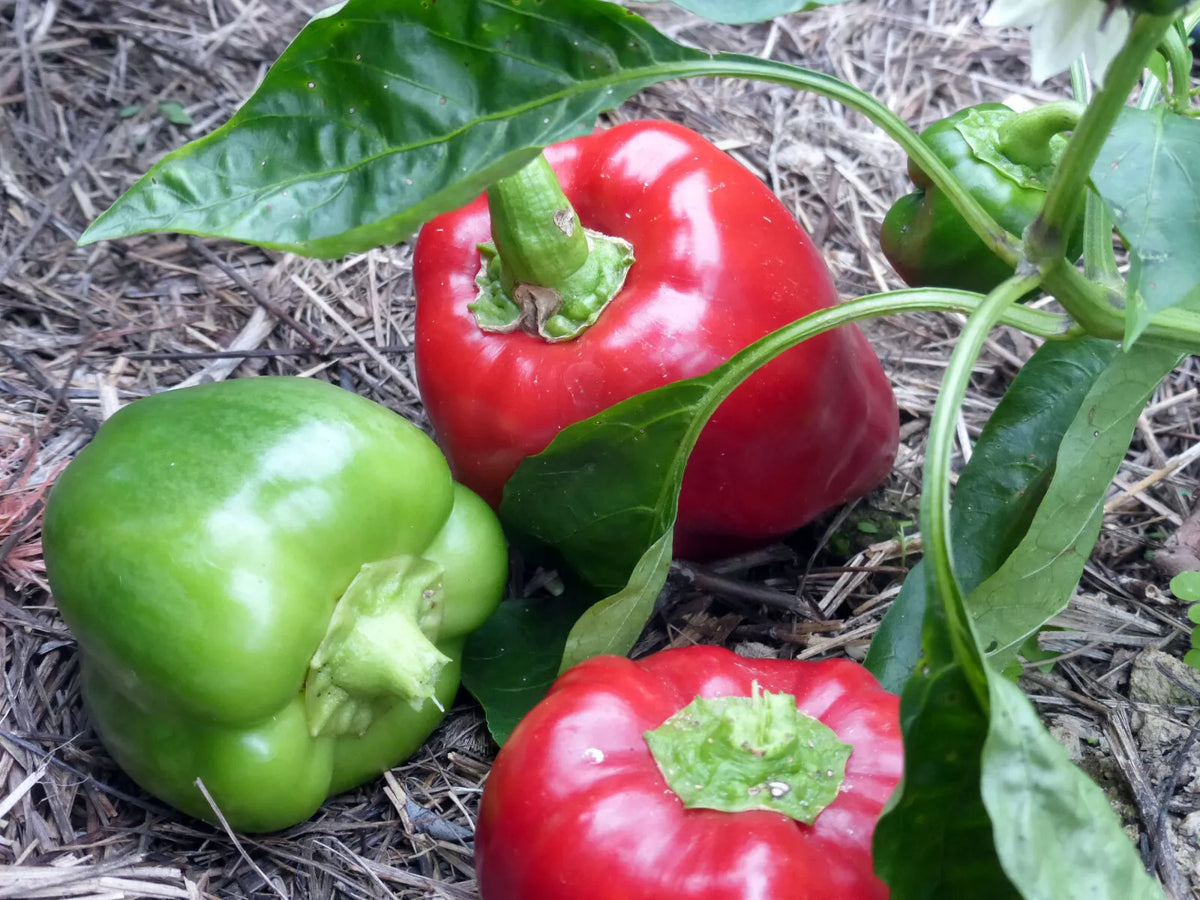 Keystone Sweet Giant Pepper Seeds - Set of 50 - Resistant Variety - Capsicum annuum