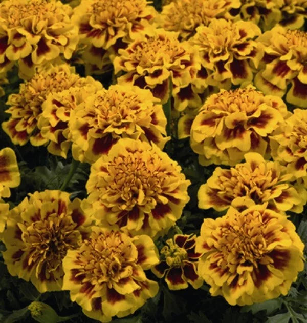 Little Hero Fire Marigold Seeds - 25+ Count - Tagetes patula - Garden Planting - USA