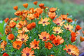 African Daisy Seeds - 200+ Pack - Arctotis for Garden Planting - USA Grown
