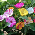 Four O'Clock Seeds 100+ Broken Colors Tender Perennial Mirabilis jalapa Reseeds Easily