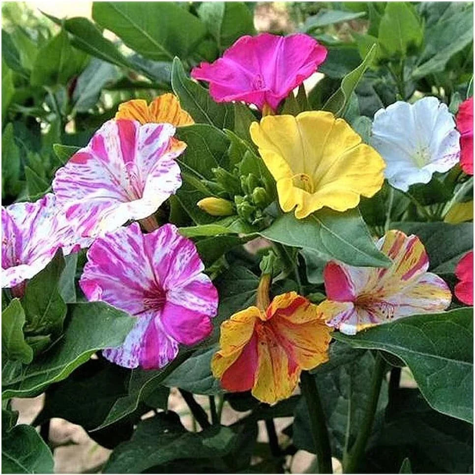 Four O'Clock Seeds 100+ Broken Colors Tender Perennial Mirabilis jalapa Reseeds Easily