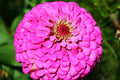 Zinnia Seeds - 60 Seeds - Pink Fully Double Flower - Zinnia elegans - GroCo USA - Buy 15 Ships Free