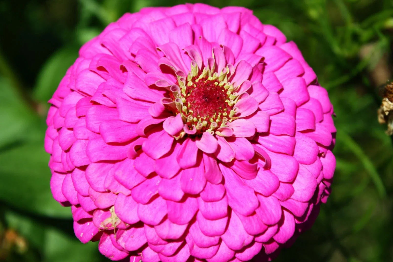 Zinnia Seeds - 60 Seeds - Pink Fully Double Flower - Zinnia elegans - GroCo USA - Buy 15 Ships Free
