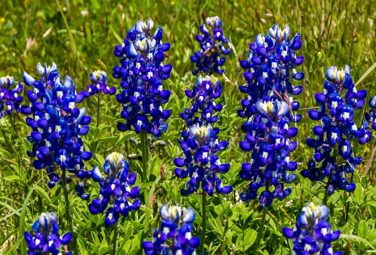 Texas Bluebonnet Seeds - 200+ Count - Fragrant, Bright Color - Ideal for Hummingbirds & Butterflies - Lupinus texensis