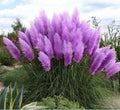 Purple Pampas Grass Plugs - 4 Pack, Elegant Ornamental Grasses, Cortaderia selloana