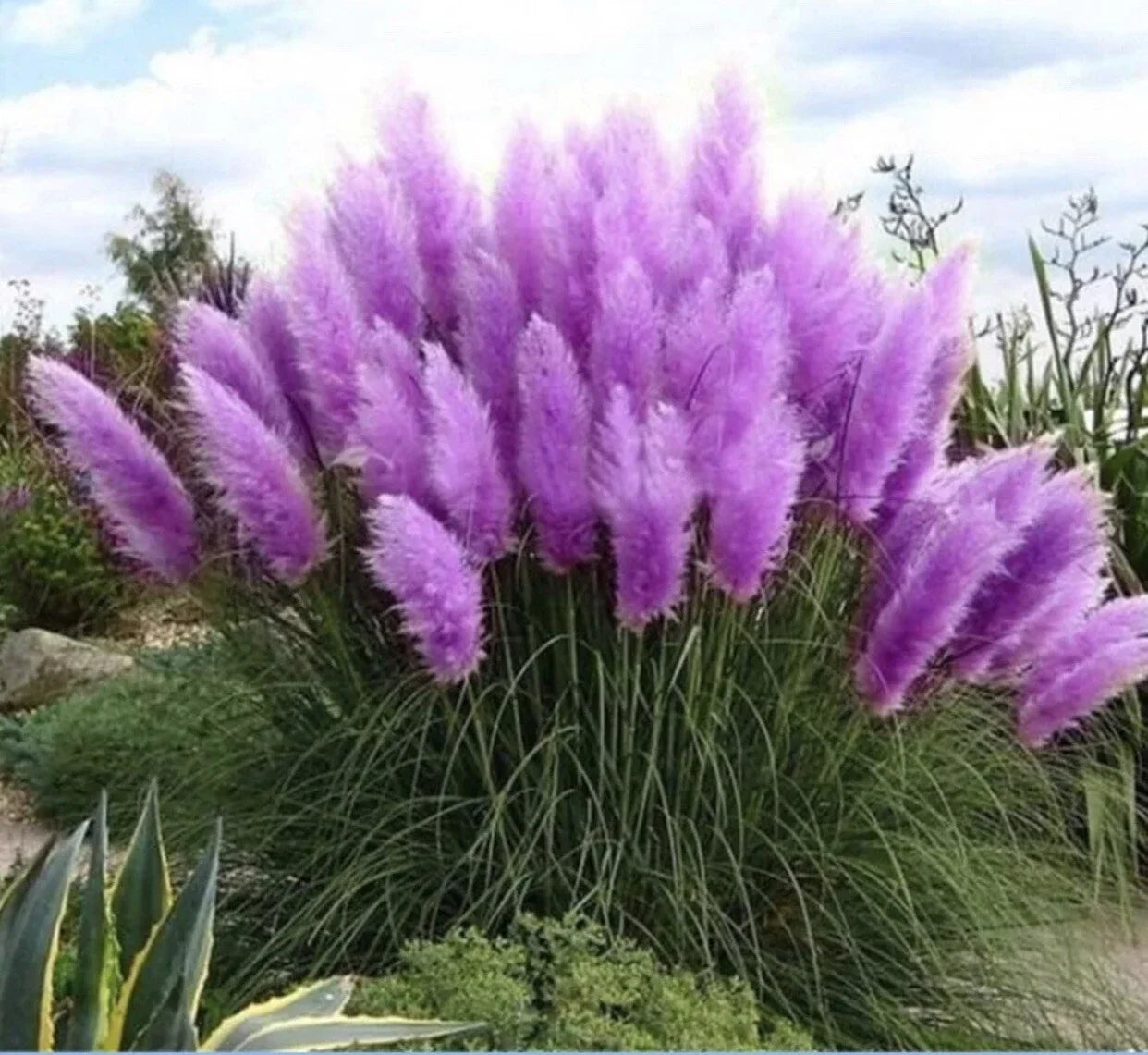 Purple Pampas Grass Plugs - 4 Pack, Elegant Ornamental Grasses, Cortaderia selloana