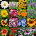Bulk Pack Perennial Wildflower Seeds - Non-GMO 3000+ Seeds for Fall or Spring Planting - Diverse Varieties
