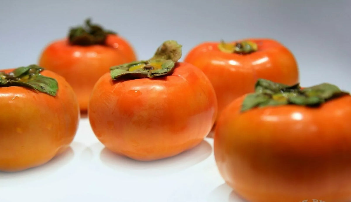 Fuyu Persimmon Tree Seedling 6"-1' Diospyros Kaki Live Plant Bare Root Hardy Fruit Tree Zones 7-10