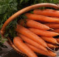 Danvers 126 Carrot Seeds - 500+ Non-GMO, Open Pollinated, Organic Carrot Seeds - Daucus carota
