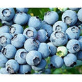 Lowbush Blueberry Seeds - 250+ Seeds - Vaccinium angustifolium - USA Made, Ships from Iowa