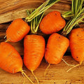 Oxheart Carrot Seeds | Heirloom Non-GMO Variety | Daucus carota | Organic Seed Store