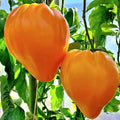 Orange Oxheart Tomato Seeds - Heirloom, Organic, NON-GMO - 10+ Fresh Seeds (Solanum lycopersicum)