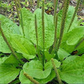 5 Bare Root Plantago Major Broadleaf Plantain Herbal Medicinal Plants