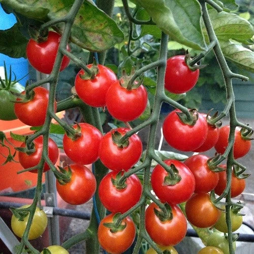 Supersweet 100 Tomato Seeds | F1 Hybrid Non-GMO | Sweet Cherry Variety | Solanum lycopersicum