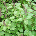 Live Rooted African Basil Plant 4" – Edible Fragrant Herb – Ocimum basilicum