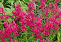 Penstemon Seeds, 150 Count, Neon Scarlet, Easy to Grow, Penstemon barbatus