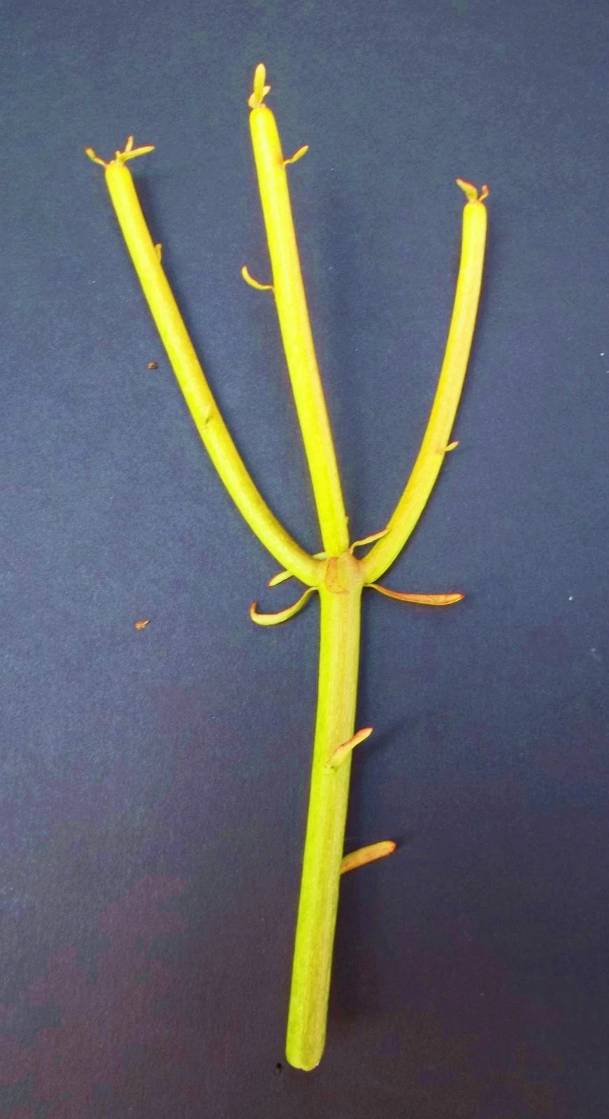 Euphorbia Tirucalli Cuttings | Pencil Cactus Plant | Fire Stick Flame Cuttings | Succulent Plant