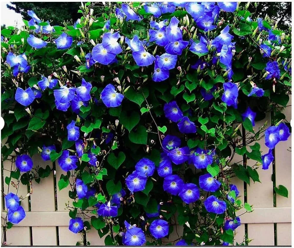 Heavenly Blue Morning Blooming Vine Seeds - 250 Heirloom Climbing Seeds - Ipomoea tricolor