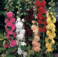 Hollyhock Seeds 60+ Count Chater's Double Mix Peony Flowered Blooms Biennial Non-GMO