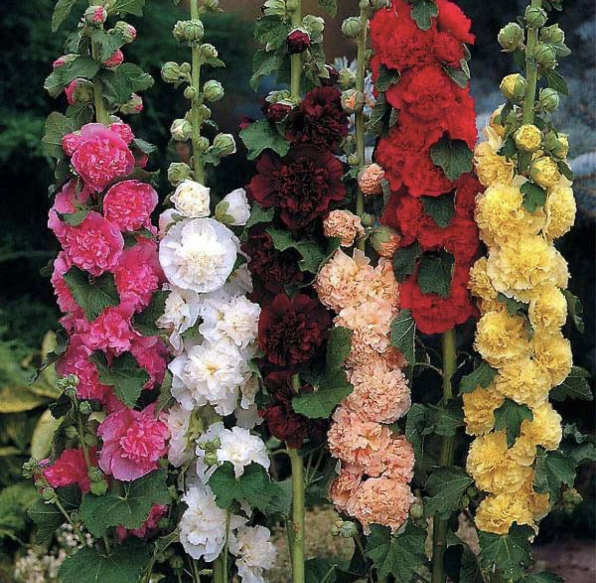 Hollyhock Seeds 60+ Count Chater's Double Mix Peony Flowered Blooms Biennial Non-GMO