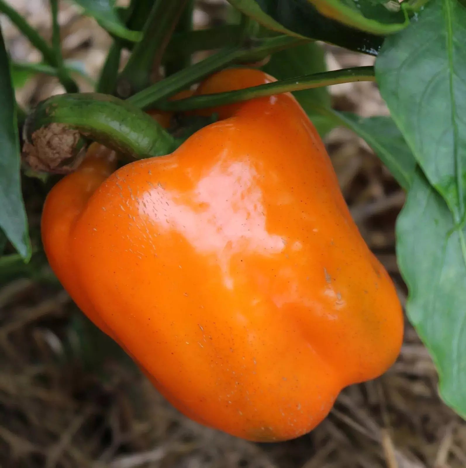 Orange Sun Sweet Bell Pepper Seeds - Heirloom NON-GMO - 30+ Fresh Seeds - Capsicum annuum