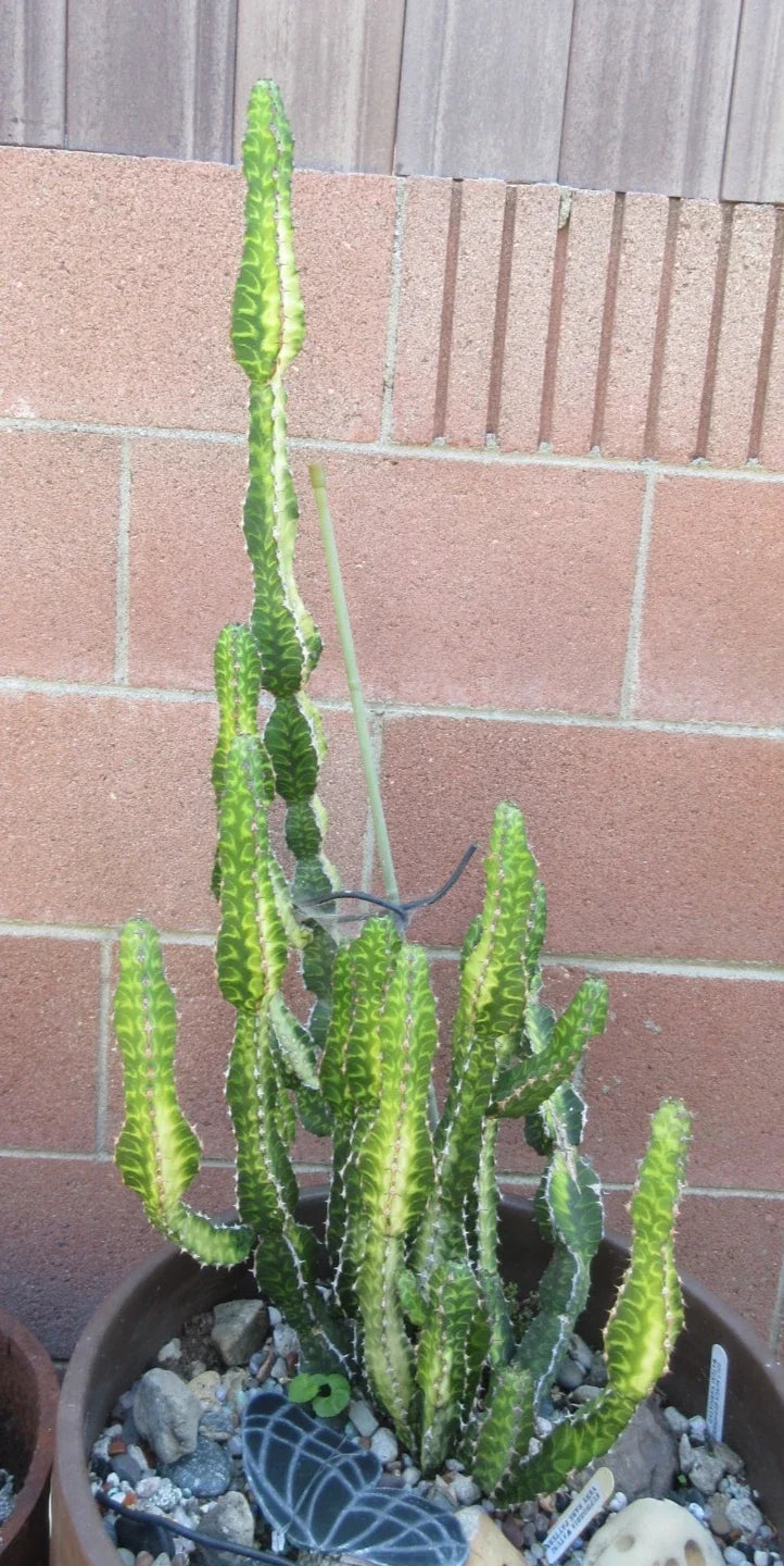 Euphorbia 'Watusi' Cutting - Bill Baker Hybrid Rare Succulent 6" - Unique Drought-Resistant Plant