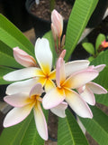 Rare Plumeria Cuttings - 'Sariah's Curly Pink' - 9" to 12" Fresh Cut - Tropical Plant for Garden - Plumeria rubra