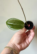 Rooted Hoya Cutting | Hoya Quinquenervia | Indoor Plant Propagation