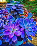Blue Succulents Seeds - Witchford Lithops Cactus Seeds, 100 Pcs, Perfect for Indoor Gardening and Plant Collecting