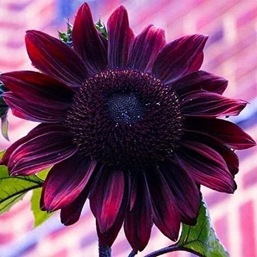 Purple Chocolate Cherry Sunflower Seeds - 25 Non-GMO Heirloom Seeds for Planting - Helianthus annuus