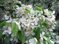 Cinderella Crabapple Seeds - 25+ Count for Garden Planting - Malus 'Cinderella' - USA Grown, Free Shipping