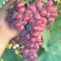 Crimson Vine Bare Root Plant - Large Oval Red Seedless Table Grape - Vitis vinifera