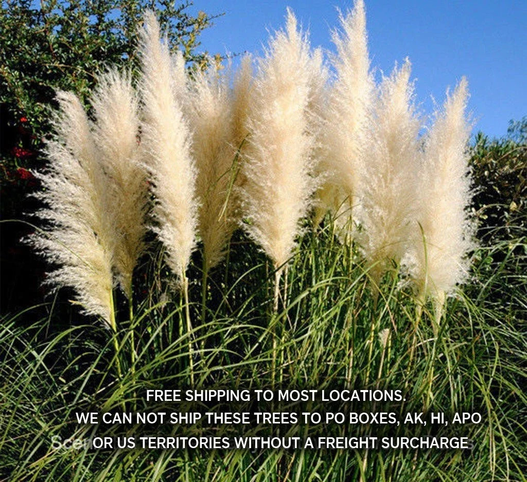 Potted White Pampas Grass Plants 3 Gallon Fully Rooted Live Clump - Cortaderia Selloana