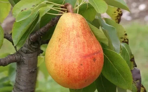 Clapp Favorite Pear Seeds - 25+ Pack for Garden Planting - Pyrus communis - USA Grown