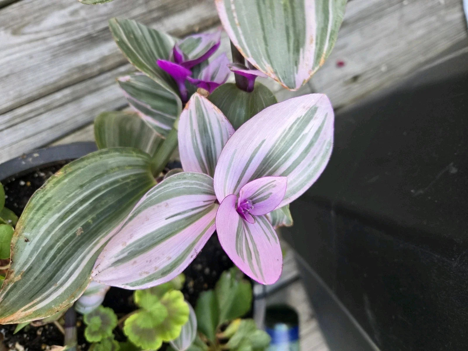 Tradescantia Nanouk Cuttings - 3 Large Rare Pink Wandering Jew Plant Cuttings - Ideal for Indoor Gardening
