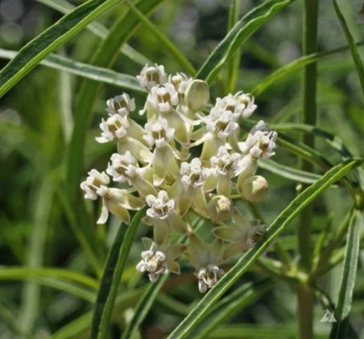 Milkweed Seeds - 30 Count - Narrow-Leaved Monarch Butterfly Host Plant - Asclepias fascicularis - Non-GMO