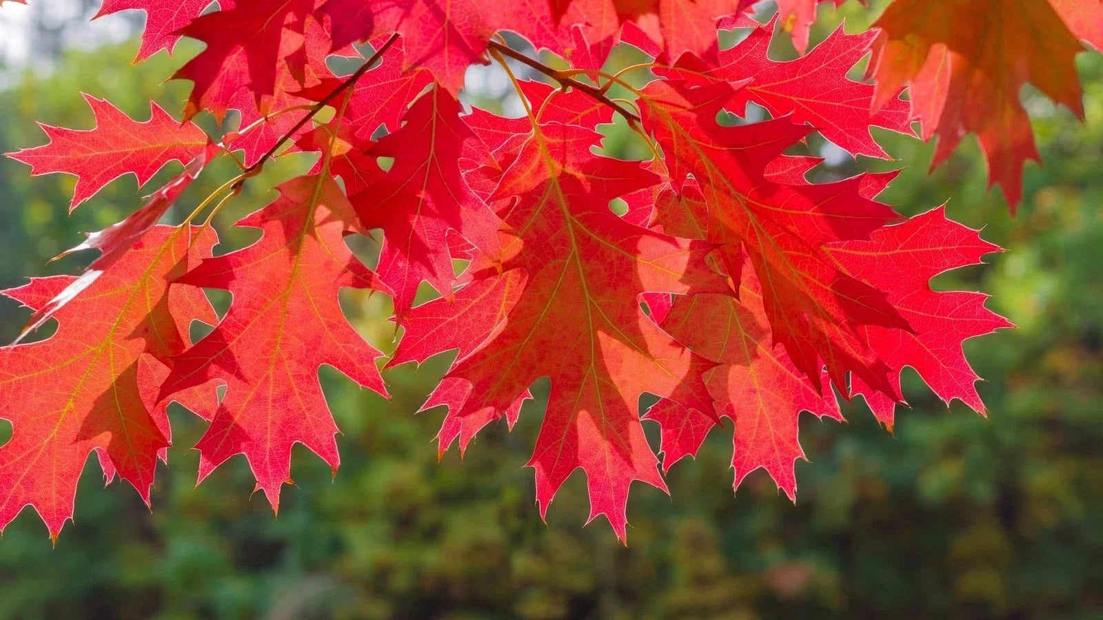 Red Oak Tree Seedlings | Live 1-2 Foot Red Oak Trees | Quercus rubra | No Ship to California
