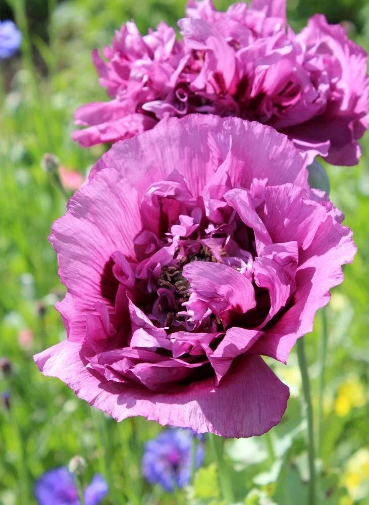 Double Purple Poppy Seeds - 200+ Count for Garden Planting - Papaver somniferum - USA