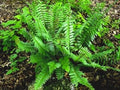 Christmas Fern Bare Root Plants - 3 Premium Native Woodland Ferns - Polystichum acrostichoides
