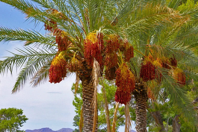 10 Seeds Date Palm Tree Phoenix Dactylifera - Fast Shipping USA - Grow Your Own Edible Dates