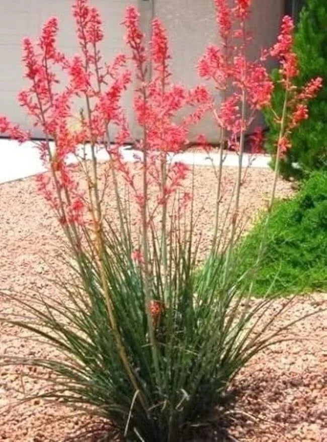 Red Yucca Seedling Bare Root 5"-8" High, Hesperaloe parviflora, 2 Year Old, Drought-Tolerant Desert Plant