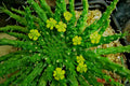 Euphorbia 'Caput-Medusae' Cutting - 6" Long with Multiple Side Branches - Unusual Succulent Plant