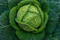 Savoy Perfection Cabbage Seeds - 200+ Heirloom NON GMO - Fresh Brassica oleracea
