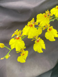 Dancing Lady Orchid Plant 2.5" Pot Oncidesa Gower Ramsey Rare Houseplant