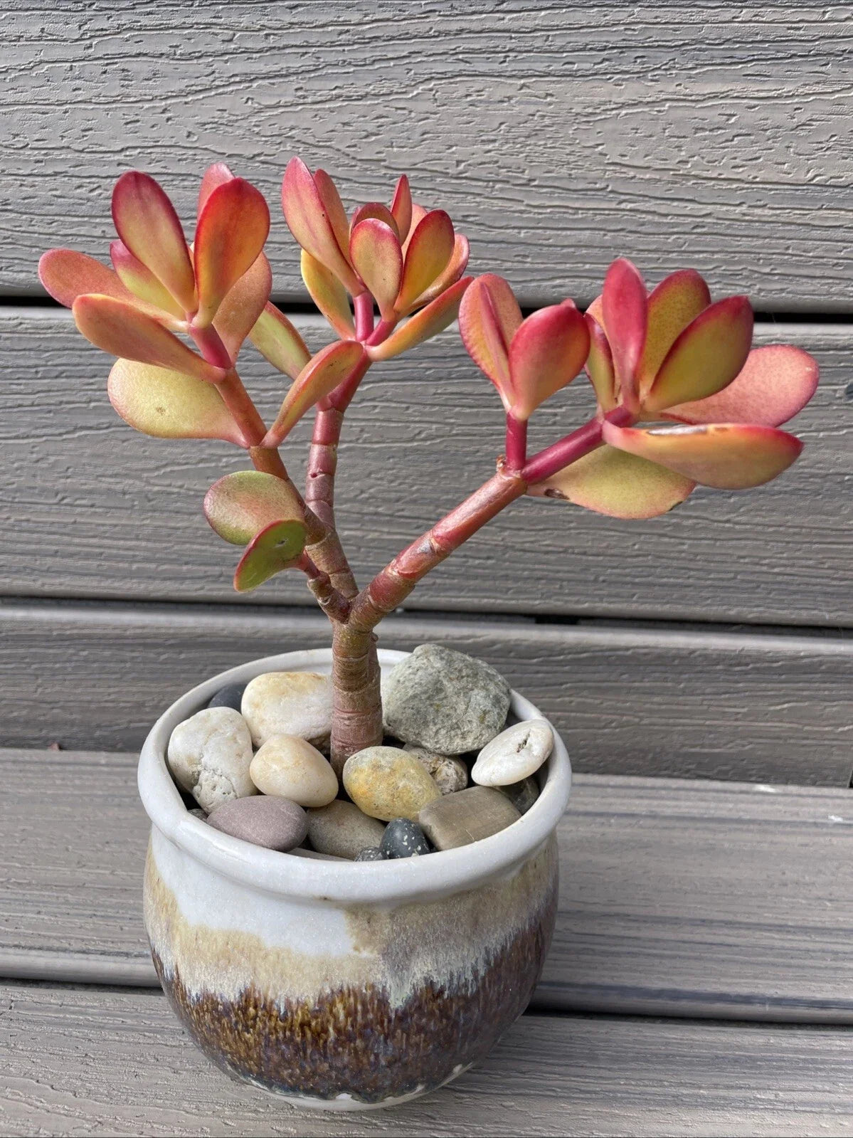 RARE RED AKAI Jade Succulent 7-8” Bare Rooted Bonsai Tree Crassula Ovata