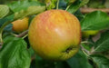 Sir Isaac Newton's Apple Tree Seeds - 25+ Organic Seeds for Garden Planting - Malus domestica - USA Free Shipping